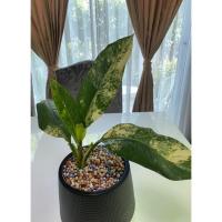 ราคา ต้นเศรษฐีวิลสันใบด่าง#ไม้มงคล#ไม้ด่างสวย (9563978377)