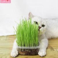 ราคา Softkiss ชุดปลูกต้นข้าวสาลีพร้อมปลูก หญ้าแมวออแกนิค ต้นข้าวสาลีแมว เมล็ดข้าวสาลี ปลูกง่าย งอกงาม สะอาดปลอดภัย (8565418478)