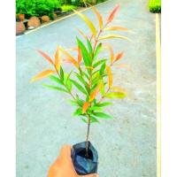 ราคา ต้นคริสติน่า ขนาดถุง 2 นิ้ว (ขั้นต่ำ5ต้น) (24413233737)