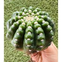 ราคา พร้อมส่งแคคตัสโนโตอูเบลแมนเนียส ขนาดใหญ่แม่พันธุ์ Notocactus ubelmanianus (25724894608)