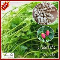 ราคา 50 เมล็ด ตำลึง เมล็ดตำลึง (22862784440)