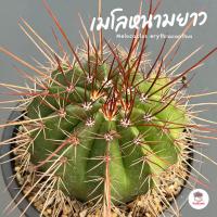 ราคา เมโลหนามยาว Melocactus erythracanthus แคคตัส กระบองเพชร cactus&succulent (18054210283)