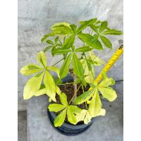 ราคา ต้นเบาบับใบด่างสายพันธุ์มาดากัสการ์ #baobab (44451935831)