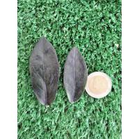 ราคา กวักมรกตดำ (ใบสด)ขั่นต่ำ3ใบ เพื่อปลูก.กวักมรกตนิล กวักดำ ไม้ฟอกอากาศเหมาะวางในห้องนอน ไม้มงคล กวักนิล (2925068930)