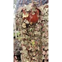 ราคา สายป่านเงิน สายป่านดวงใจ ฟอร์มสวย ต้นสวยแข็งแรง (19711007718)