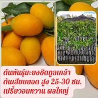 ราคา 4ต้น*ต้นมะยงชิดทูลเกล้า ให้ผลใหญ่เท่าไข่ไก่กรอบ ต้นเสียบยอด 25-30 เซ็นผลผลิตผลใหญ่ สีสันสดใส หวานกรอบ พร้อมจัดส่ง!! (6342719179)