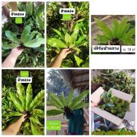 ราคา (ขาย ต้นพันธุ์) ต้น เฟิร์น ข้าหลวง เอิร์น ศันสนีย์ 2 (6074317898)