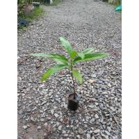 ราคา ต้นพันธุ์ ยอบ้าน ยอแย่ใหญ่ ตาเสือ มะตาเสือ ต้นละ 49 บาท ใบยอ (Indian Mulberry) ดื่มน้ำลูกยอคั้นสด (29414293371)