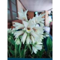 ราคา จูงนาง จูงนางสีขาว1หัว กล้วยไม้ดิน นำดอกหรือต้นแช่น้ำมันจันทร์ป้ายปากมือหน้า ช่วยสร้างเสน่ห์ ไม้มงคล หัวว่าน ว่านนาง (17613006475)