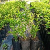 ราคา ต้นกล้ามะม่วงหาวมะนาวโห่ แบบเพาะเมล็ด (5332273913)