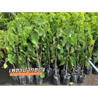 ราคา ต้นพันธุ์หน่าน้อยเพชรปากช่อง (29034885073)