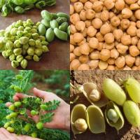 ราคา 5 เมล็ด เมล็ดถั่วลูกไก่ (ปลูกง่าย รสชาติอร่อยหวานกรอบมัน) (22381047533)