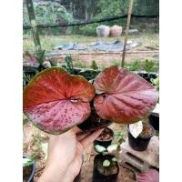 ราคา บอนสีจอมทัพบอนสีสวยๆ (11527891656)