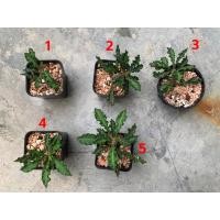 ราคา ยูโฟเบีย ไดโนเสาร์ ใบหยัก แคคตัส ไม้อวบน้ำ ขนาดกระถาง 2นิ้ว (22358147458)