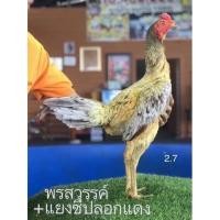 ราคา ไข่เชื้อไก่ชน เจ้าเยียร์สง่า สายเลือดเงินล้าน มีประกันขนส่ง (15645551371)