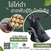 ราคา ไข่ไก่ดำอินโด รับประกันเชื้อ ไข่ไก่ดำ สายพันธุ์อินโดนีเซีย แท้ 100% (49654813028)