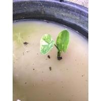 ราคา บอนนาญี่ปุ่น Yellow splash (13221506458)