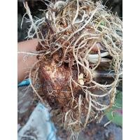 ราคา ชิ้นผ่าหัวบอนไก่สุดสงวน (12048599455)