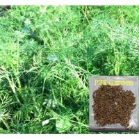 ราคา เมล็ดพันธุ์ ผักชีลาว ผักชีลาวฝรั่ง (Dill) / ซองละ 350 เม็ด ผักชี น่าปลูก ดอกสวย (23519758666)