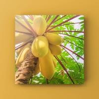 ราคา เมล็ด มะละกอสีเหลืองทอง ก้านแดง - Golden Papaya Seeds (Red) (8168694927)