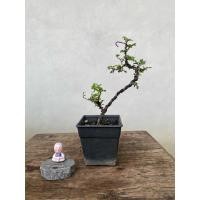 ราคา บอนไซตะโกหนู (ใบมะขาม) Tako (41153575842)