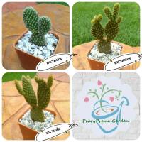 ราคา กระบองเพชร/แคคตัส สายบันนี่ : หูกระต่าย / หูมิกกี้เม้าส์ (Opuntia Microdasys) (8143259817)