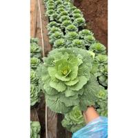 ราคา ต้นผักปูเล่ กระถาง 8นิ้ว (25446964682)