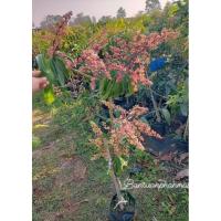 ราคา ต้นมะม่วงน้ำดอกไม้สีม่วง ต้นขนาด 1.2-1.3 เมตร (5849734608)