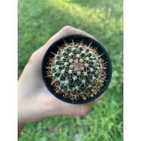 ราคา แมมหนามพิกุล Mammillaria mammillaris (8359021852)