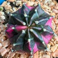 ราคา ❤️❤️มีส่งด่วน❤️❤️แคคตัส ไม้ชำหน่อ (R75)/Cactus/Gymno /Gymnocalycium /ยิมโนด่าง/ไม้ชำหน่อ (41223380964)