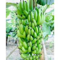 ราคา ต้นกล้วยหอมต้นเตี้ย กล้วยหอมทอง โบราณรสชาติ หวานหอม มันอร่อย (28430578467)