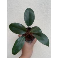 ราคา ฟิโลเดนดรอน Philodendron ฟิโลเรดคองโก (Red Congo Philo) ฟีโลทอง (Golden Philodendron) ฟิโลมูลไลท์ ไม้เรื้อยวางในร่มได้ (8496797276)
