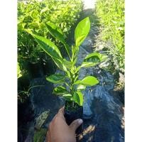 ราคา ต้นส้มโอทับทิมสยาม พร้อมปลูก (23489288834)