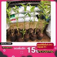 ราคา ต้นตีนเป็ดน้ำ ตีนเป็ดน้ำ พร้อมปลูก ขนาดสูงประมาณ 40-50 เซนติเมตร (5648034281)