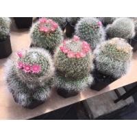 ราคา แมมขนแมว คละสีดอก แมมขนแมว คละสีดอก #cuctus #bosscasna #กระบองเพชร #แมมขนแมว #แมมขนแมวไซด์ให้ดอก (755604981)