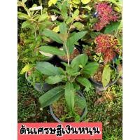 ราคา ต้นเศรษฐีเงินหนุน เศรษฐีเงินหนุน (24125952240)