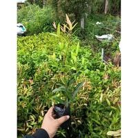 ราคา คริสติน่าจัดเซ็ต 100 ต้น แถม10ต้น (42065120239)