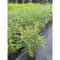 ราคา ต้นปลาทองไม้มงคลจัดสวนหรือปลูกตกแต่งกลางแดด (3449168503)
