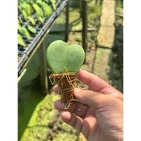 ราคา (ขายส่ง) โฮย่าหัวใจใบเดียว มีหัวใจเขียว ด่างนอก ด่างใน ขั้นต่ำ 100 ใบ (26266396509)