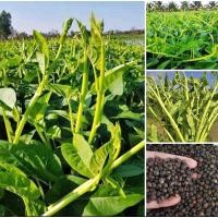 ราคา เมล็ดพันธุ์ผักบุ้งแก้วหรือผักบุ้งเย็นตาโฟ (28976890899)