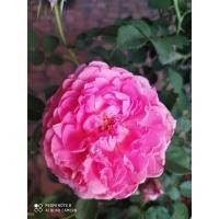 ราคา มอญจุฬาลงกรณ์ดอกหอมมากๆ (7187168590)