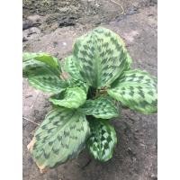 ราคา ว่านนกคุ้มใบลาย/ ว่านนกคุ่มใบลาย ว่านป้องกันภัย ว่านมงคล (3943009871)