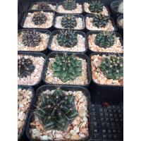 ราคา ยิมโนคาไลเซียม Gymnocalycium แคคตัส กระบองเพชร (3850467697)