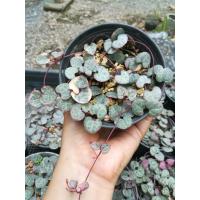 ราคา ต้นสายป่านดวงใจด่างชมพู String of hearts ขนาด 4 นิ้ว (14378287540)