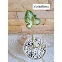 ราคา บอลสีกวนอิม ต้นกวนอิม ใบสวย ต้นไม้มงคล ต้นไม้ฟอกอากาศ (12839665070)