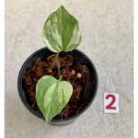 ราคา โชคเก้าชั้นด่างขาว โชค 9 ชั้น ด่าง ไม่ต้องลุ้นด่างทุกต้น!!! (15117392611)