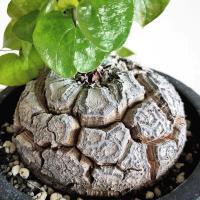 ราคา ต้นกระดองเต่า DIOSCOREA ELEPHANTIPES (25922888697)