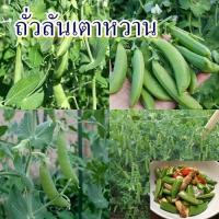 ราคา 20 เมล็ด เมล็ดถั่วลันเตาหวาน (ปลูกง่าย รสชาติหวานกรอบอร่อย ต้นสูง 200 ซม. ดอกสีขาว เมล็ด 6-8 เมล็ดต่อฝัก เส้นใยน้อย) (42003235174)