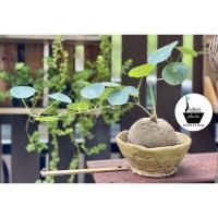 ราคา บัวบกโขด/บัวบกหัว/บกป่า (8490127404)