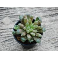 ราคา haworthia obtusa hybird (842754600)